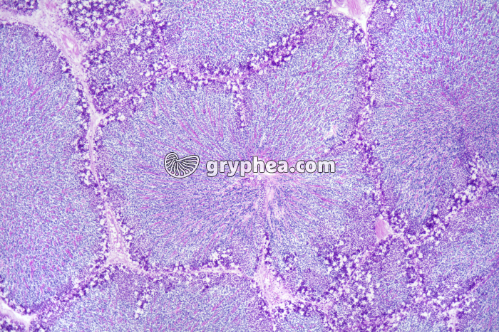 Glande reproductrice Coquile St-Jacques - gryphea.com